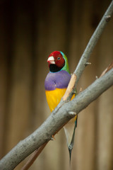 Bird sitting on a tree limb