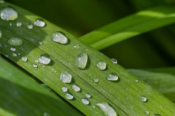 Little raindrops on green grass blades macro view