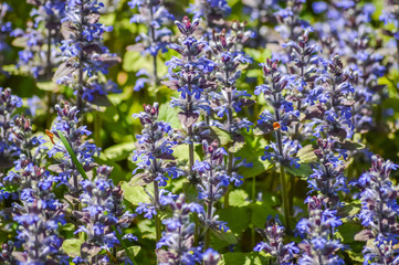 Blooming blue bugleweeds background