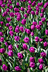 beautiful purple colorful tulips with green leaves