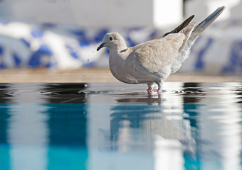 Collared dove by the pool