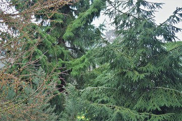 pine trees in the forest