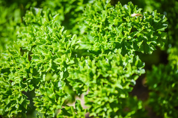 Little branch of fresh organic parsley  close up