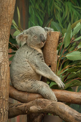 Koala bear sleeping in a tree