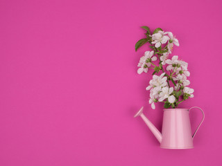 A branch of cherry blossoms in a watering can on a pink background.