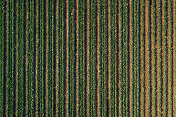 Cabbage plants in rows in a farm field, aerial view from drone.