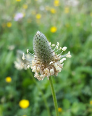 Beautiful plant