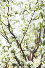 Blooming apple tree in the garden. Selective focus.