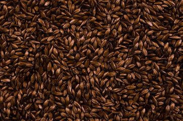 Texture with of barley malt for beer, pale ale, pilsen.