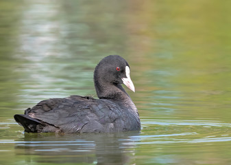 Eurasian Coot swims calmly in a lake