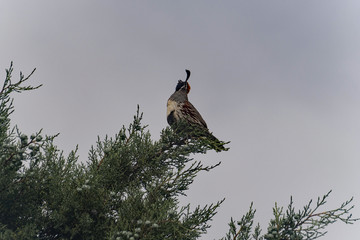 Gambel's Quail up high in New Mexico.
