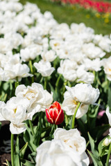 selective focus of red and white tulips growing in field