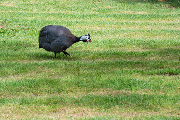 Exotic Guinea fowl eating on green grass. Domestic animal with black and white feathers and a red crest.