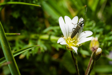 A small longhorn beetle sits on a white flower, macro photo