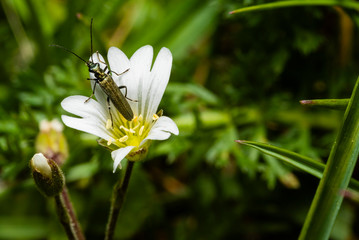 A small longhorn beetle sits on a white flower, macro photo