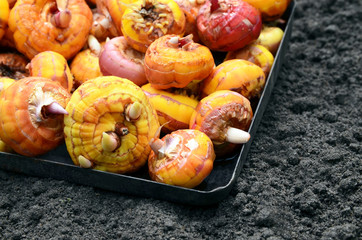 Gladiolus bulbs before planting in the garden.Gladiola ready to plant.Corms of gladioli.Spring...
