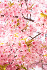 Fototapeta na wymiar Sakura in a Park in Japan