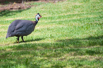 Exotic Guinea fowl eating on green grass. Domestic animal with black and white feathers and a red crest.