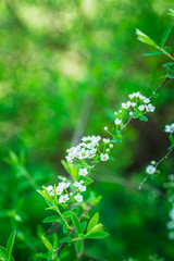 Blooming silver Spiraea bush in the garden. Selective focus.
