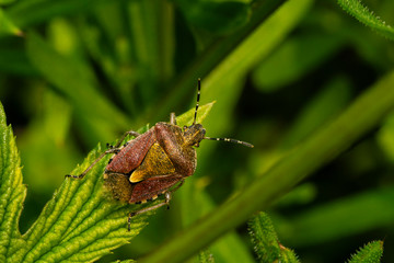 A bug sits on a leaf, macro photo, heteroptera