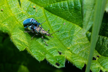 Two beetles mating on one leaf, two bugs, Phyllobius pomaceus on a leaf, macro photo