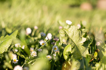 Flores de primavera hojas verdes y soleadas
