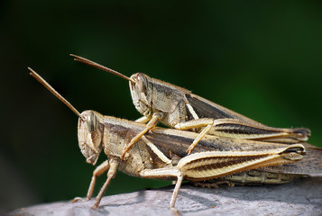 A pair of grasshoppers making babies