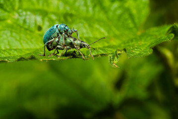 Two beetles mating on one leaf, two bugs, Phyllobius pomaceus on a leaf, macro photo
