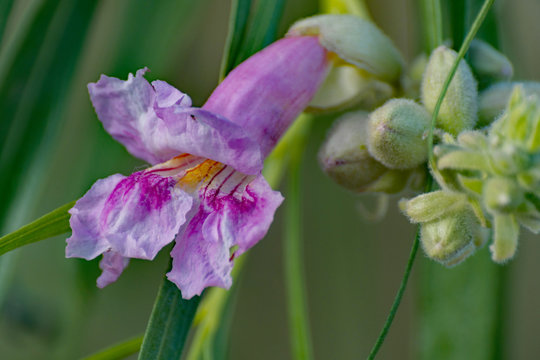 Macro, Desert Willow blooming in the southwest.