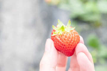 Strawberry Picking in a Farm in Osaka, Japan