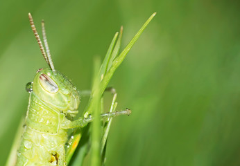 Green grasshopper with water drop