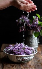 Obraz na płótnie Canvas Lilac captivates with its beauty and aroma