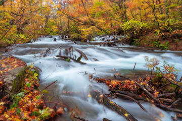 Beautiful nature background and wall paper of Oirase stream in long exposure surrounded with vibrant colorful yellow and orange autumn forest. Tourist destination in Tohoku, Japan