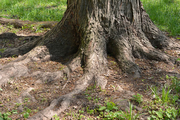 Large tree growing with exposed tree roots, surface roots in the park.
