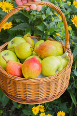 Organic fruits. Farmers hands with freshly picked apples and pears.