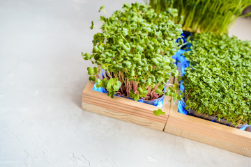 Fresh juicy green microgreens grow in trays.