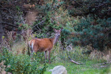 Deer in Capcir forest, Cerdagne, France © Alberto Gonzalez 