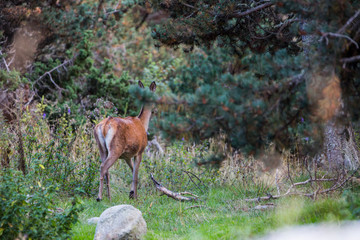 Deer in Capcir forest, Cerdagne, France © Alberto Gonzalez 