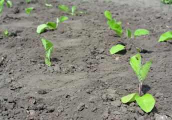 Eggplant (Solanum melongena) or aubergine growing from seedlings on the vegetable garden in spring.