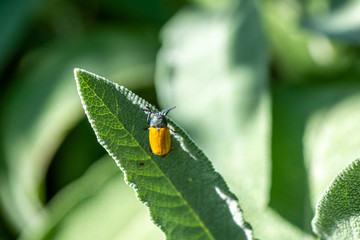 Clytra quadripunctata on sage leaf