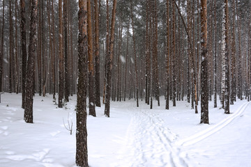 Fototapeta premium Falling snow in the winter pine forest.