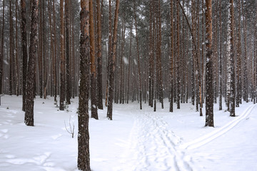 Falling snow in the winter pine forest.