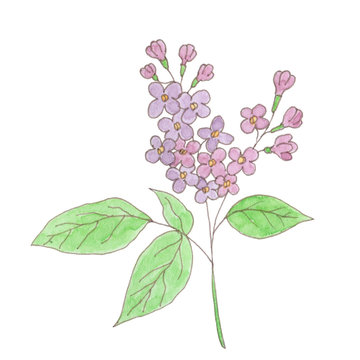 watercolor lilac flowers and green leaves clip art preview