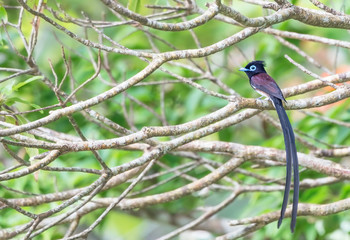 Japanese paradise flycatcher and a lot of branches