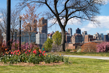 Colorful Flowers during Spring at Rainey Park in Astoria Queens New York with a Skyline View