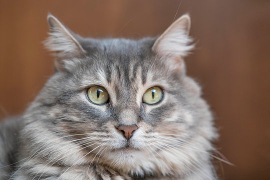 closeup face of gray tabby cat looking at camera