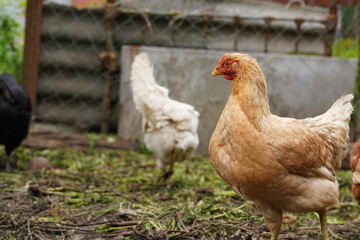 Chicken standing on a rural garden in the countryside. Close up of a chicken standing on a backyard shed with chicken coop. Free range birds