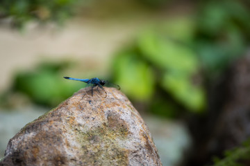 dragonfly on a rock