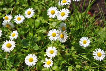 Daisies bloomed
