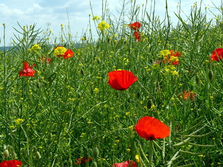 Mohn im Rapsfeld